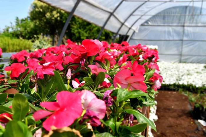 Söke Çiçeklerle Renkleniyor