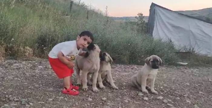 Yaşı Küçük Hayvan Sevgisi Büyük