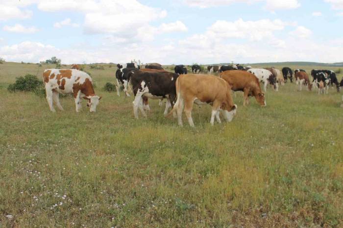 Türkiye’de Mera Verimliliği Açısından En Önemli Bölgelerden Biri Kırklareli