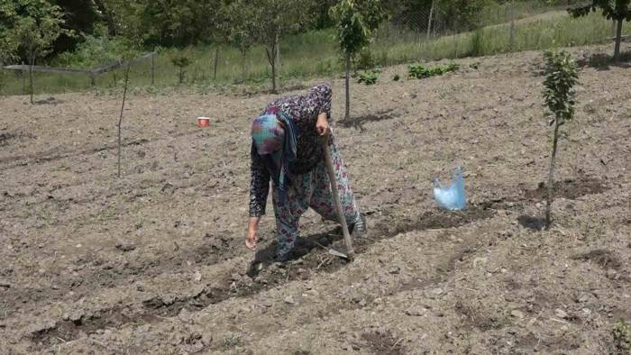 Havaların Geç Isınması Fide Ekimini Geciktirdi