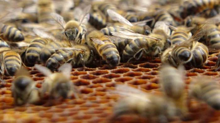 Arıcılar Tedirgin: Sağanak Yağışlar Bal Verimini Olumsuz Etkiliyor
