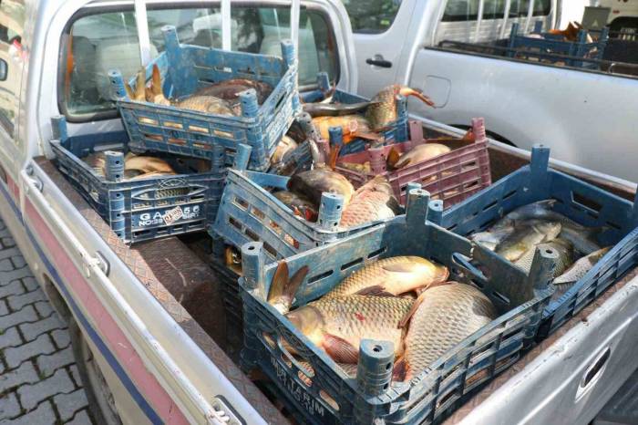 Elazığ’da İlk 6 Ayda, 10 Ton Kaçak Balık Ele Geçirildi