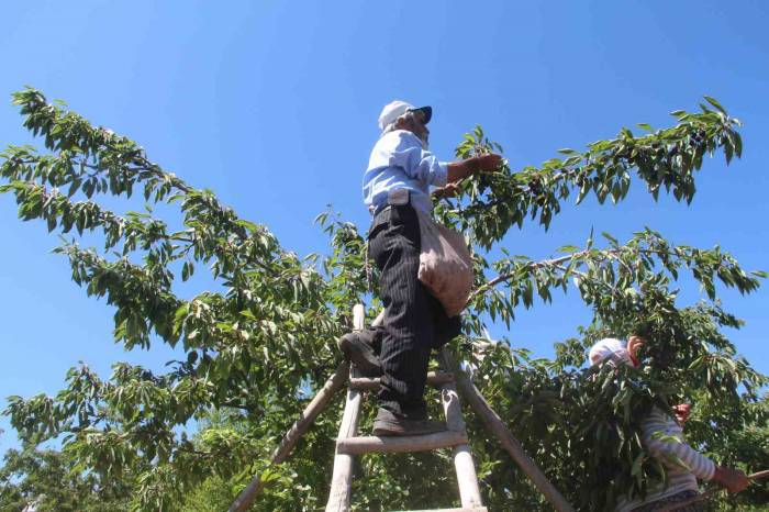 Elazığ’da 7 Bin Dekar Alanda Kiraz Hasadı Sürüyor