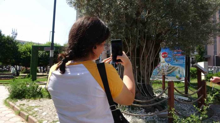 Kilometrelerce Uzaklıktan Getirilen 600 Yıllık Zeytin Ağacının Hikayesi