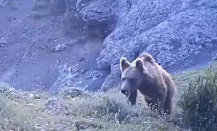 ’serengeti Değil Sivas’