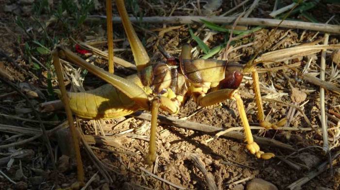Gercüş’te Etçil Dev Çekirge Görenleri Şaşırttı