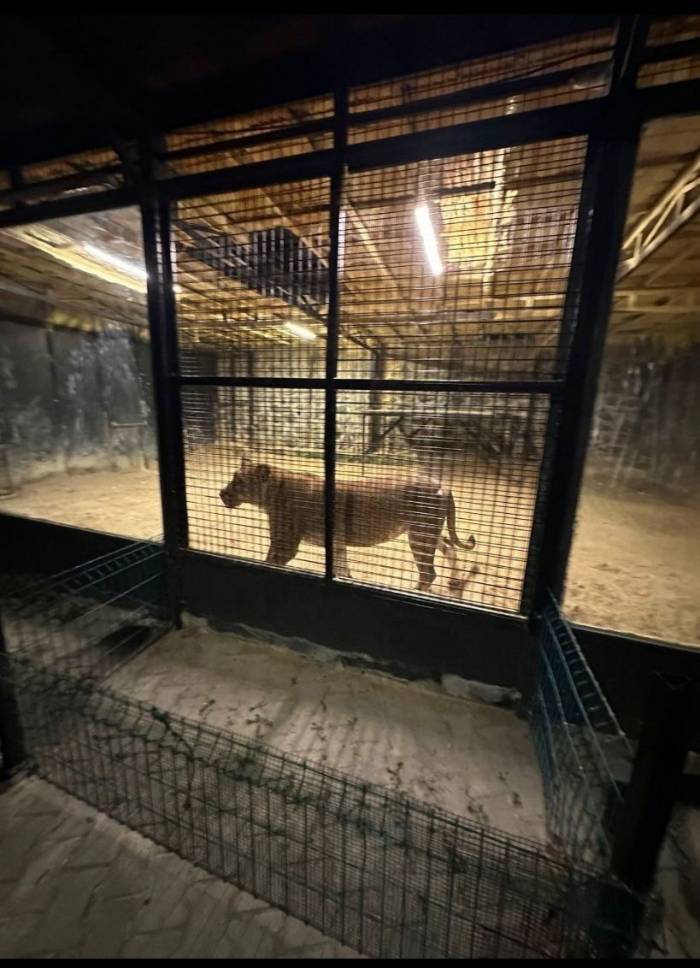Beykoz’da Ormanda ‘aslan Avı’