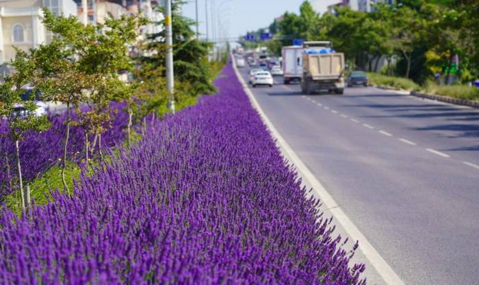 Bilecik Orta Refüjünü Süsleyen Lavantalar Çiçek Açtı