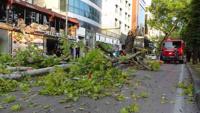 Bursa’da Kökleri Çürüyen Asırlık Çınar Ağacı Devrildi