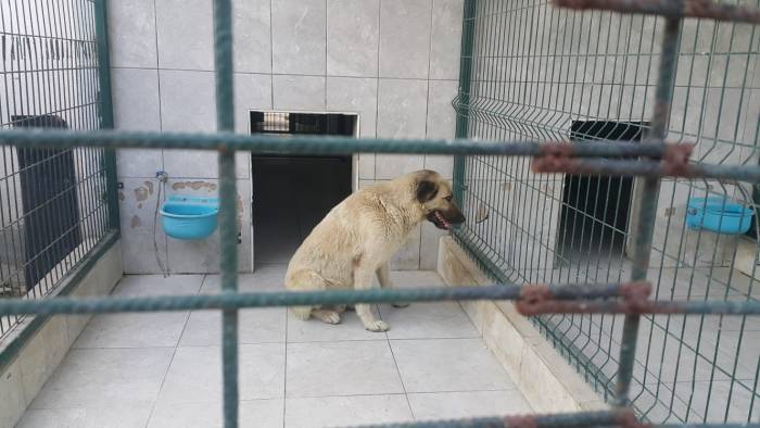 Bursa’da Köpeğin Saldırdığı Çocuk Yaralandı