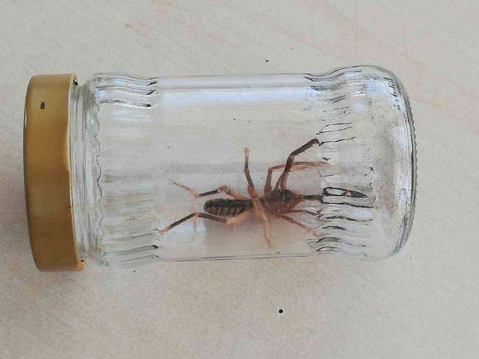 Sungurlu’da “sarıkız” Örümceği Paniği