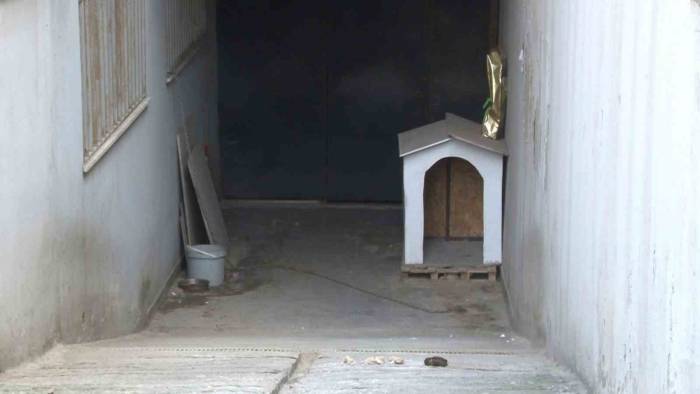 Ataşehir’de Köpeğin Saldırdığı Kadın Ağır Yaralandı