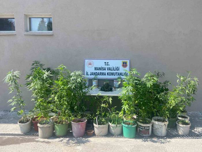Manisa’da Yasadışı Kenevir Ekenler Jandarmaya Yakalandı