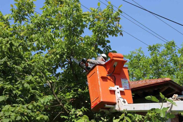 İletkenlere Temas Eden Ağaçlar Budanıyor