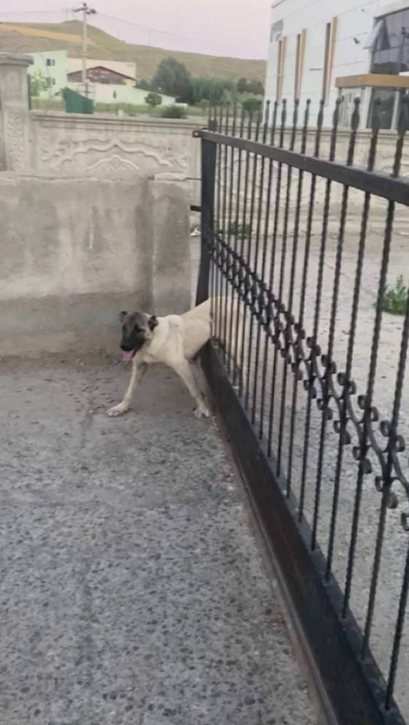 Sivas’ta Demir Kapının Parmaklıklarına Sıkışan Köpek Böyle Kurtarıldı