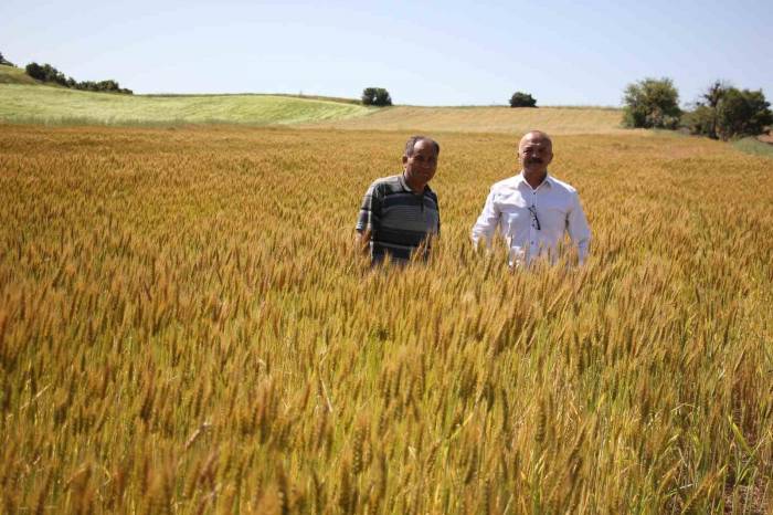 Kıraç Topraklar İçin Geliştirilen 2 Yerli Buğday Tokumu Yüzleri Güldürdü