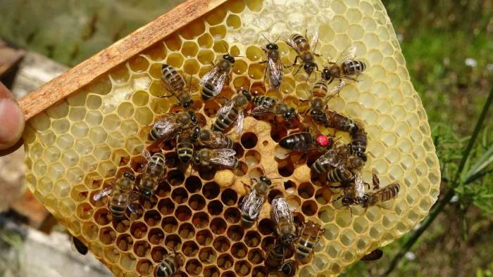 Arıların Kraliçesi: 200 Tl’den Satılıyor