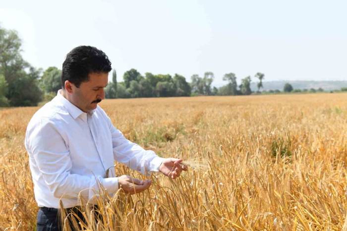 Altıeylül’ün Tarlasından İhtiyaç Sahiplerinin Sofrasına