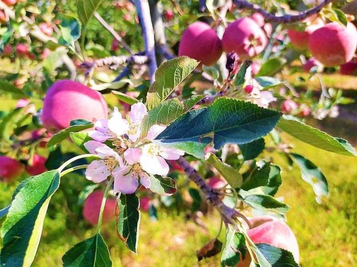 Kendi Sektöründe Fark Oluşturan Değer: Elma
