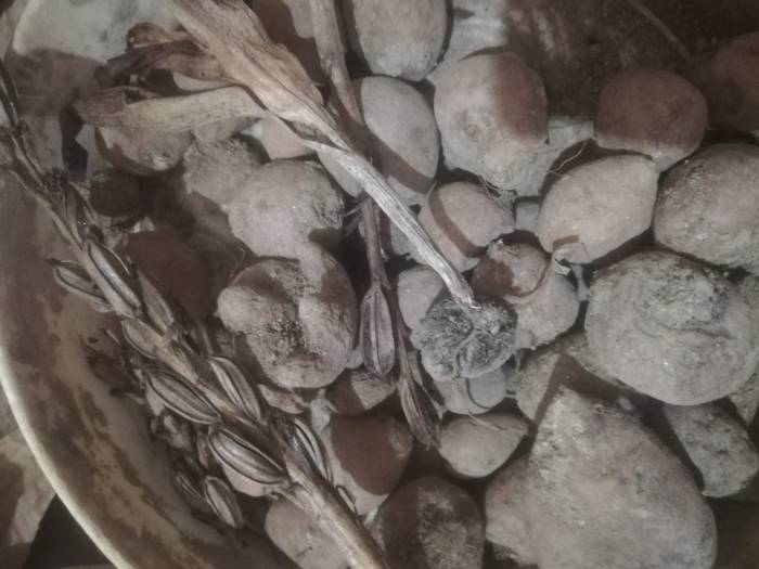 Salep Dede Bu Yılki Hasadı Bitirdi
