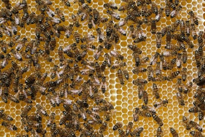 Aşırı Sıcaklara Karşı Arıları Koruyun