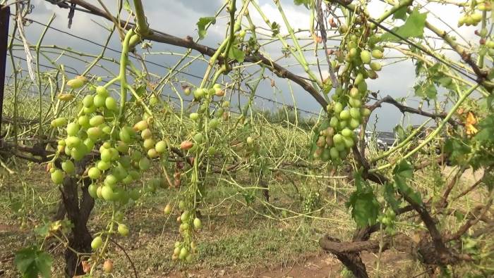 Manisa’yı Dolu Vurdu, Tarım Arazileri Zarar Gördü