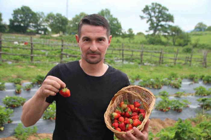 Hobi Olarak Başladığı Çilek Yetiştiriciliğinde Hedefi Yurtdışına İhracat