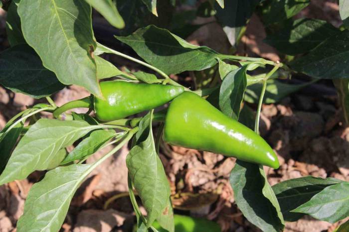 Urfa İsotuna Rakip Çıktı: Aslanlar Biberi