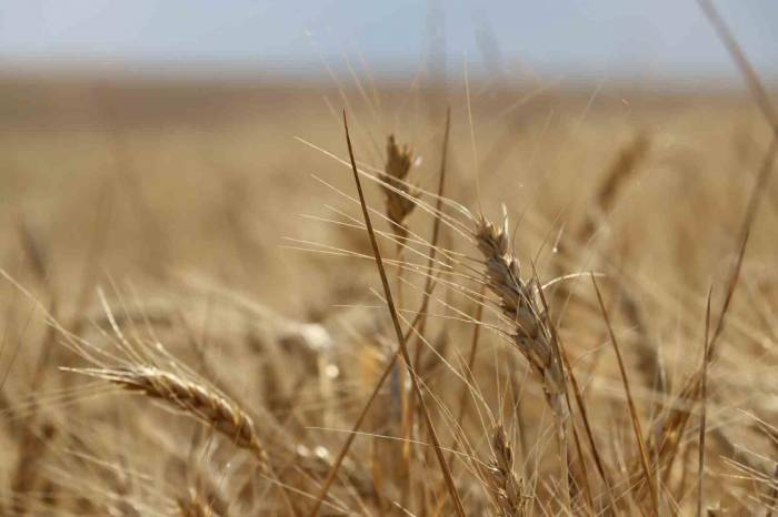 İç Anadolu’daki Hasatta Kuraklık İzleri