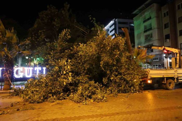 Turgutlu’da Fırtına Ağacı Devirdi
