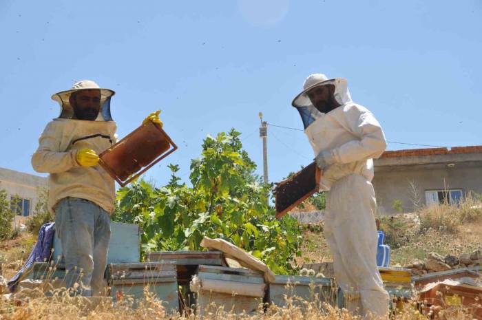 Mardin’de Doğal Güzelliğiyle Bilinen Gurs Vadisi’nde Bal Hasadı Başladı