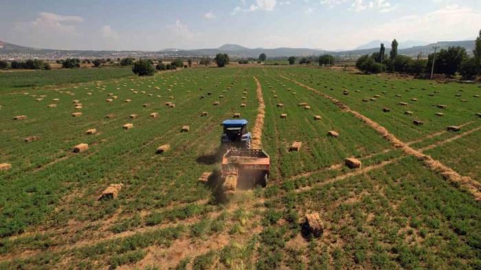 Büyükşehir Kooperatiflere Yem Bitkisi Dağıtımına Başlıyor