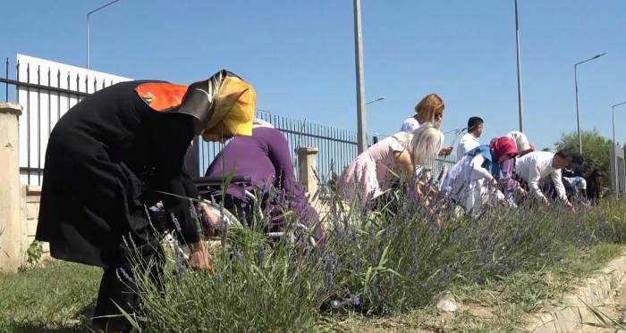 Müdür Gün: "muş’ta 5 Adet Lavanta Bahçesi Kuracağız"