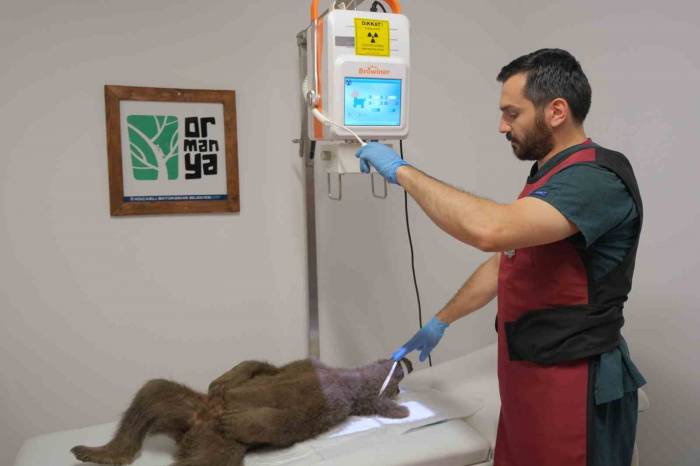 Yaralı Yavru Ayı İçin Seferber Oldular