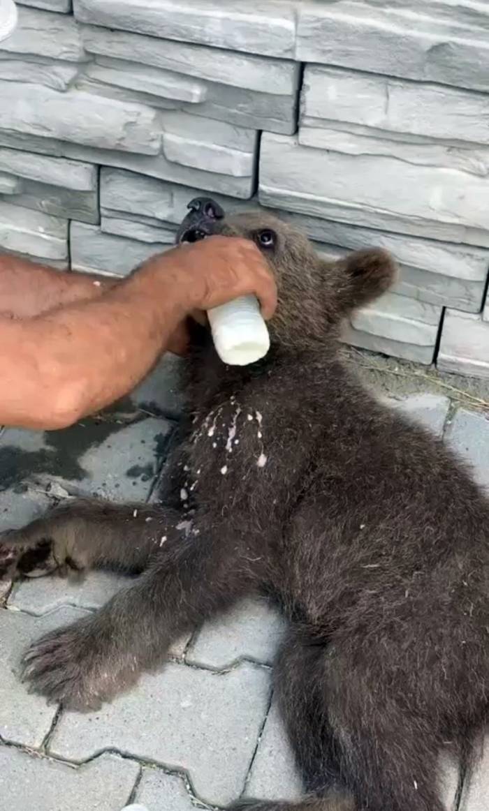 Bitkin Halde Buldukları Yavru Ayıyı Biberonla Beslediler