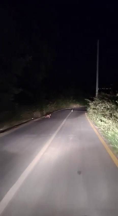 Kovaladıkları Tavşanı Tilkiye Kaptırıyorlardı