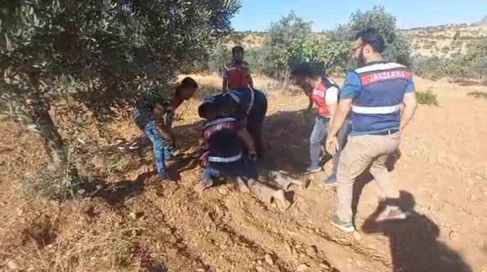 Şanlıurfa’da Cinayet Zanlısı Fıstık Tarlasında Yakalandı