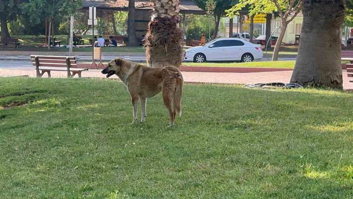 Siverek’te Kuduz Vakası, Bir Kişi Hastaneye Kaldırıldı