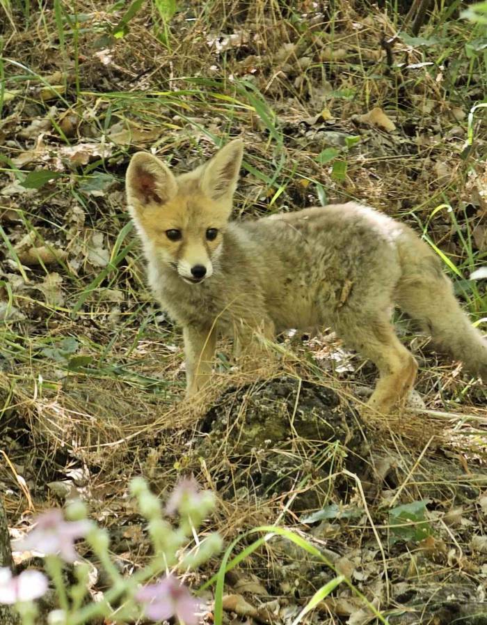 Tilki, Bakımını Yapan Doğa Koruma Görevlilerinden Ayrılmak İstemedi