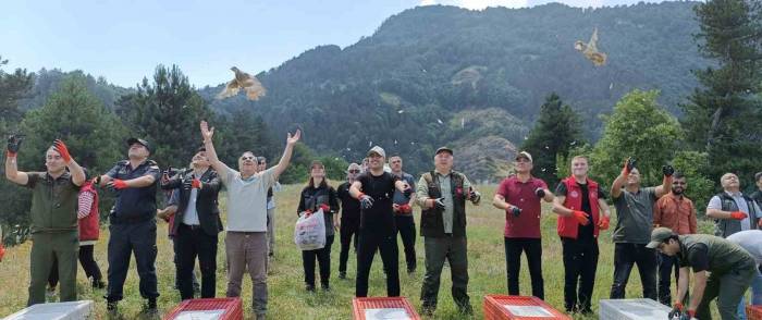 Yüzlerce Keklik Doğaya Salındı