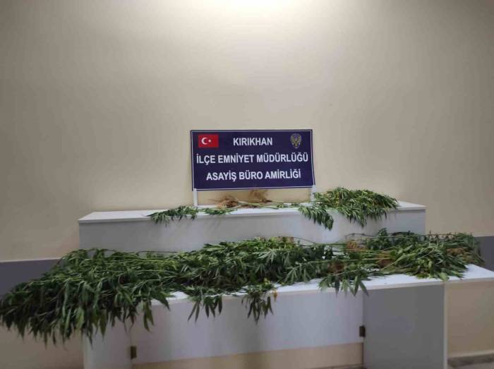 Saksıda Yetiştirilen Hint Kenevirleri Ele Geçirildi