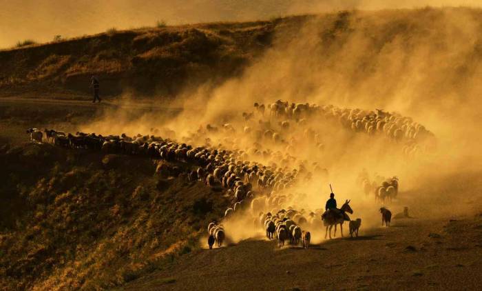 Sürülerin Tozlu Ve Zorlu Yolculuğu