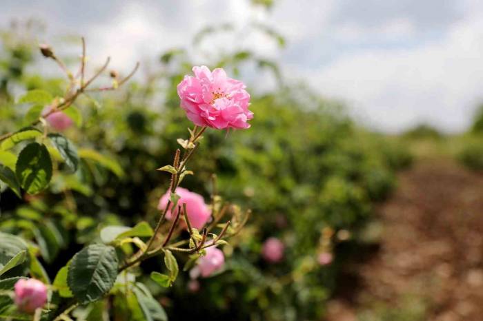 Gül Üreticilerinin Çilesi Bitecek, Kazançları Artacak