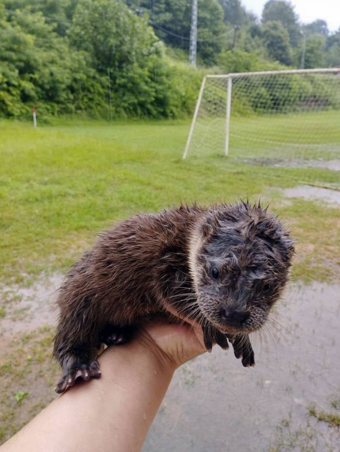 Nesli Tükenmekte Olan Hayvanı Derede Buldular