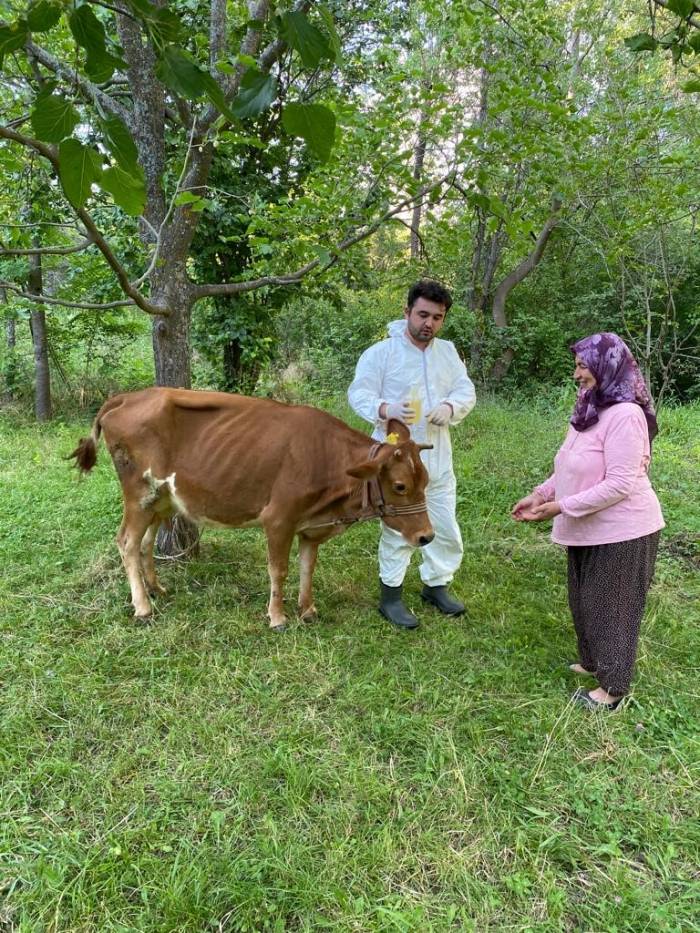Giresun’da Keneye Karşı 70 Bin 312 Büyükbaş Hayvan İlaçlandı