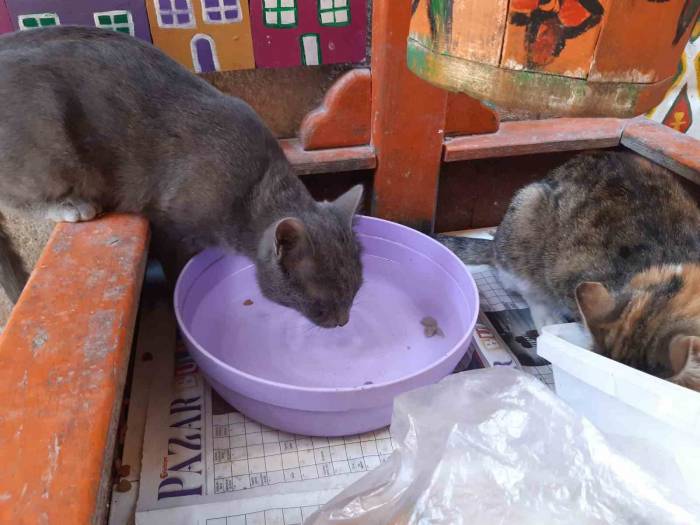 Kavurucu Sıcaklar, Sokak Hayvanlarını Da Olumsuz Etkiliyor
