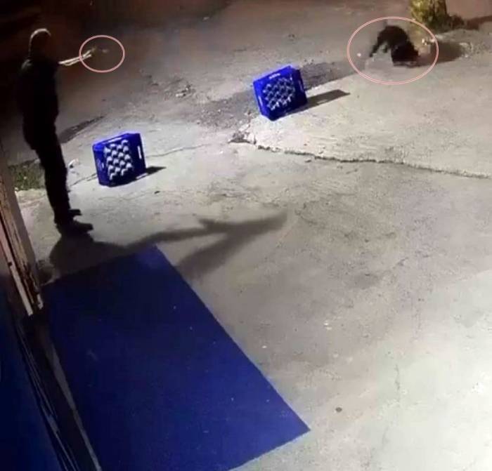 Ağaca Bağlı Köpeğe, Arkadaşına Saldırdığı İçin Kurşun Yağdırmış