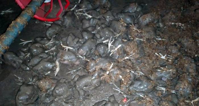 Yağış O İlçeyi De Vurdu: Tavuk Çiftliğini Su Bastı 20 Bine Yakın Civciv Telef Oldu