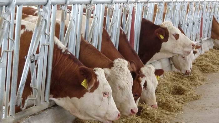 Siirt’te Devlet Desteğiyle Kurulan Çiftlikte Günde 4 Ton Süt Üretilecek