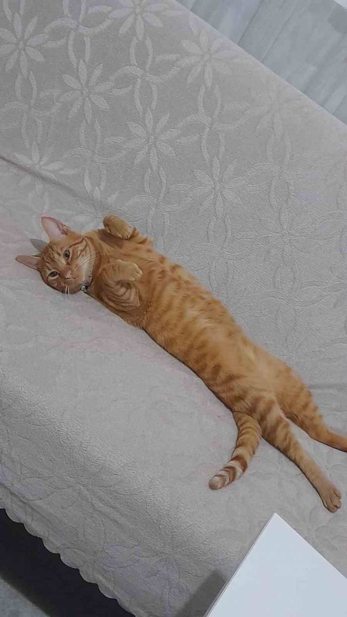 Kayıp Kedisini Bulana Para Ödülü Verecek